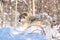 Wolf resting in snow