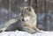 wolf resting in snow