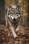 Wolf running snarling with teeth. Generative AI