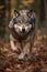 Wolf running snarling with teeth. Generative AI