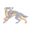 Wolf runs away. Cartoon character of a dangerous mammal animal. A wild forest creature with gray fur. Side view. Vector