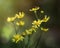 Wolf`s bane flower aconitum