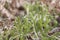 Wolf`s-foot clubmoss, Lycopodium clavatum growth