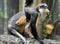 Wolf`s Guenon Monkey is a Member of the Primate Family