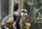 Wolf`s Guenon Monkey Sitting Back on It`s Haunches