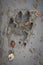 The wolf\\\'s left front paw print