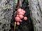 Wolf\'s Milk Slime Mold - Lycogala epidendrum