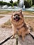 Wolf sable pomeranian and the Fountains in Battersea Park