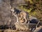 Wolf scanning the horizon at Brookfield Zoo