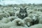 Wolf in sheep\\\'s clothing among a flock of sheep