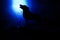 Wolf in silhouette howling to the full moon
