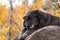 Wolf sitting on the rock in Asahikawa, Hokkaido, Japan