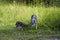 The she-wolf with a small cub on the edge of the forest eating wild game.