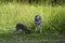 A wolf with a small cub on the edge of the forest looking.