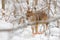 Wolf in snowy rock mountain, Europe. Winter wildlife scene from nature. Gray wolf, Canis lupus with rock in the background. Cold