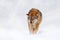 Wolf in snowy rock mountain, Europe. Winter wildlife scene from nature. Gray wolf, Canis lupus with rock in the background. Cold