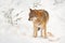 Wolf in snowy rock mountain, Europe. Winter wildlife scene from nature. Gray wolf, Canis lupus with rock in the background. Cold