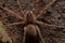 Wolf Spider