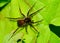 Wolf Spider