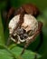 Wolf spider, Alopecosa pulverulenta. Closeup of egg with spiderlings