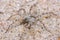 The wolf spider (Arctosa cinerea) in natural sandy habitat