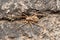 Wolf spider carrying babies, Pardosa birmanica, Lycosidae,