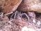Wolf spider in cave