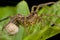 Wolf spider with eggsac