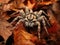 Wolf spider on fall leaves