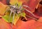 Wolf spider on fall leaves