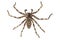 Wolf spider lycosa sp