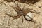 Wolf spider (Lycosa tarantula)