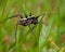 Wolf spider, Lycosidae Pardosa lugubris