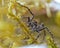 Wolf spider, Lycosidae sp