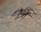 Wolf spider, Lycosidae Trochosa sp spiderling