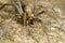 Wolf spider perched on wood