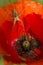 Wolf spider on petals of red poppy