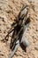 Wolf spider on a piece of bark.