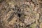 Wolf Spider seent at Garo hills,Meghalaya,India