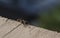 Wolf Spider Standing on a Precipice