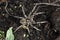 Wolf spider, Tarantula Lycosa singoriensis on the field