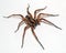 Wolf Spider on white