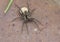 Wolf spiders (lat. Lycosidae)