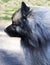 Wolf Spitz . A portrait of a purebred male Keeshond German Wolfs