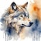 Wolf on splashed paint white background, watercolor illustration.