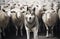 A wolf standing amidst a herd of sheep, symbolizing cunning and the element of surprise in plain sight
