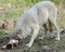 Wolf Standing Eating a Rabbit