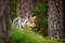 Wolf standing in forest