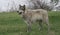 Wolf standing on green grass