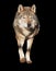 Wolf standing grey full size cute